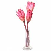 Protea Repens erika/brombeere