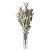 Mealy Banksia Blätter 50-60cm